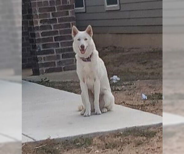 Medium Photo #1 Huskies -Unknown Mix Puppy For Sale in San Antonio, TX, USA
