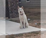 Small Huskies  Mix