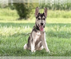 German Shepherd Dog-Siberian Husky Mix Puppy for sale in DE GRAFF, OH, USA