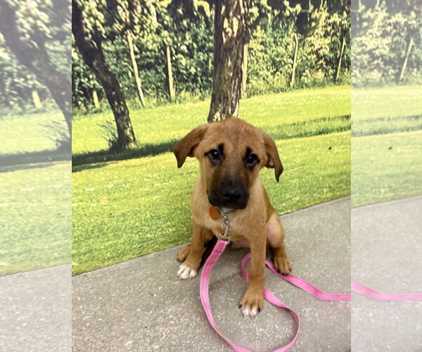 Medium Photo #3 Labrador Retriever-Unknown Mix Puppy For Sale in Royal Palm Beach, FL, USA