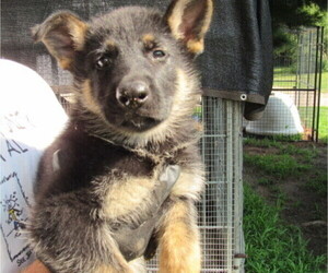 German Shepherd Dog Puppy for sale in COLUMBUS, NE, USA