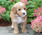 Small Photo #2 Australian Labradoodle Puppy For Sale in REMER, MN, USA