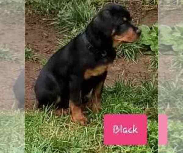 Medium Photo #2 Rottweiler Puppy For Sale in COLUMBIA, MO, USA