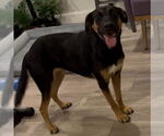 Small #1 German Shepherd Dog Mix
