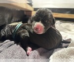 Small #4 Great Dane