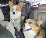 Small Photo #1 Pembroke Welsh Corgi Puppy For Sale in INDEPENDENCE, MO, USA
