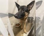 Small German Shepherd Dog