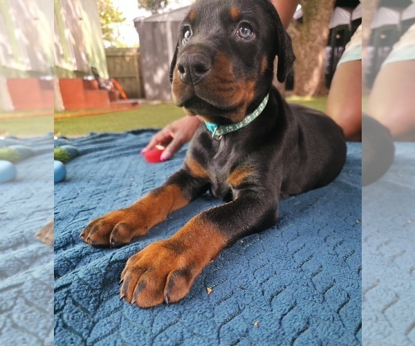 Medium Photo #10 Doberman Pinscher Puppy For Sale in MIAMI, FL, USA