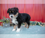 Small #1 Miniature Australian Shepherd