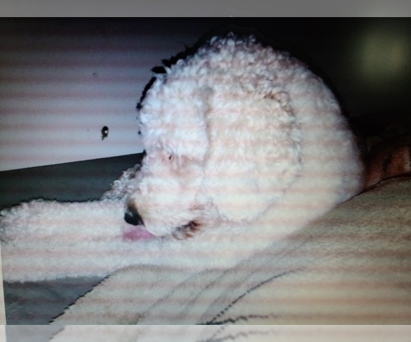 Medium Photo #1 Labradoodle Puppy For Sale in JEFFERSONTOWN, KY, USA