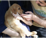Small #2 Labrador Retriever Mix