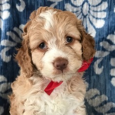 Cockapoo-Poodle (Miniature) Mix Puppy for sale in HONEY BROOK, PA, USA