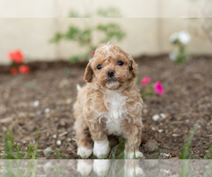 Maltipoo Puppy for sale in MILLERSBURG, IN, USA