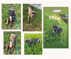 French Bulldog Puppy for sale in MIAMI, FL, USA