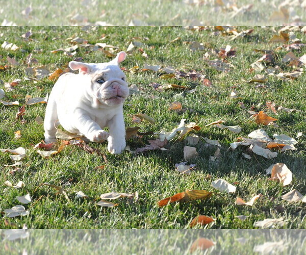 Medium Photo #13 English Bulldog Puppy For Sale in NAMPA, ID, USA