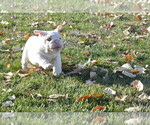 Small Photo #13 English Bulldog Puppy For Sale in NAMPA, ID, USA