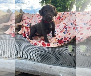 German Shorthaired Pointer-Labradoodle Mix Puppy for sale in WHITESBURG, TN, USA