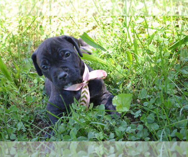 Medium Photo #11 Cane Corso Puppy For Sale in BROOK COVE, NC, USA