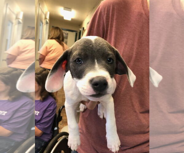 Medium Photo #1 American Pit Bull Terrier-Labrador Retriever Mix Puppy For Sale in Amarillo, TX, USA