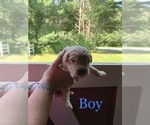 Small Photo #7 English Cream Golden Retriever Puppy For Sale in MATTAPOISETT, MA, USA