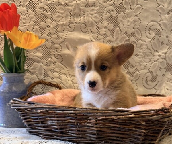 Medium Photo #1 Pembroke Welsh Corgi Puppy For Sale in OWEN, WI, USA