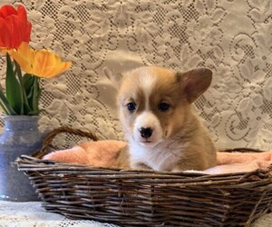 Pembroke Welsh Corgi Puppy for sale in OWEN, WI, USA