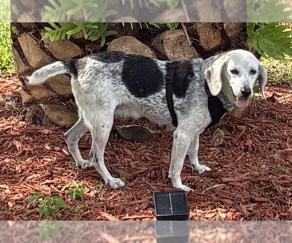 Medium Photo #3 Beagle Puppy For Sale in Dunnellon, FL, USA