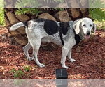 Small #2 Beagle