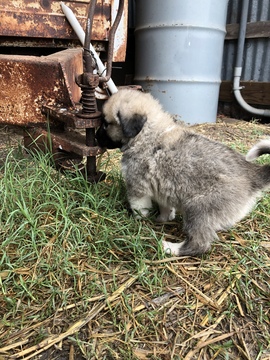 Medium Photo #8 Anatolian Shepherd-Great Pyrenees Mix Puppy For Sale in ROBSTOWN, TX, USA