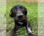 Small #3 Labrador Retriever Mix