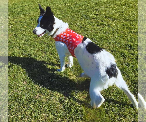 Medium Photo #3 Border Collie-Unknown Mix Puppy For Sale in Sandy, UT, USA