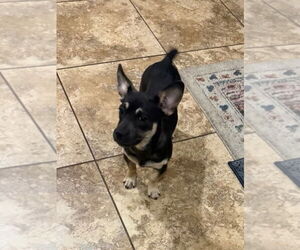 French Bullhuahua Dogs for adoption in Dana Point, CA, USA