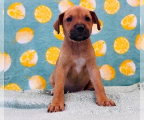 Medium Photo #1 Shepradors Puppy For Sale in Lakewood, CO, USA