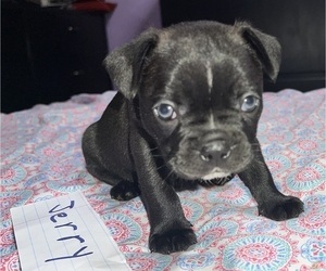 Faux Frenchbo Bulldog Puppy for sale in ROUND LAKE, IL, USA