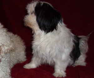 Mother of the ShihPoo puppies born on 11/21/2019