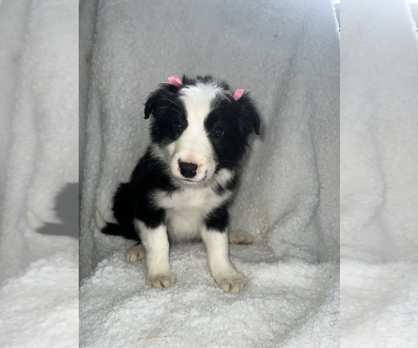 Full screen Photo #1 Border Collie Puppy For Sale in SILVER CREEK, NY, USA