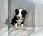 Small Photo #1 Border Collie Puppy For Sale in SILVER CREEK, NY, USA