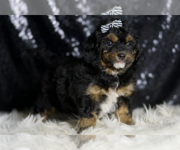 Medium Photo #5 Goldendoodle (Miniature) Puppy For Sale in WARSAW, IN, USA