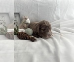 Puppy Beau Goldendoodle (Miniature)