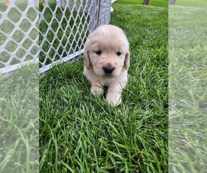 Golden Retriever Puppy for sale in SHELBY TOWNSHIP, MI, USA
