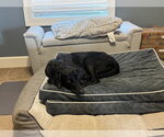Small #4 Labrador Retriever Mix