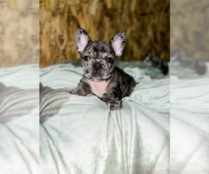 French Bulldog Puppy for sale in LAGUNA HILLS, CA, USA