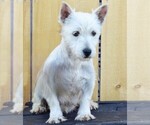 Small Photo #1 West Highland White Terrier Puppy For Sale in ROMNEY, WV, USA
