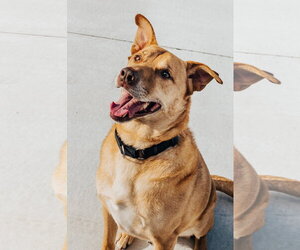 Shepradors Dogs for adoption in Lancaster, PA, USA