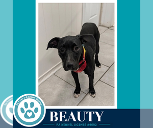 Beauty 100326 - Female Labrador Retriever-Unknown Mix Dog for Adoption - Photo #2