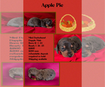 Puppy Apple Pie Dachshund