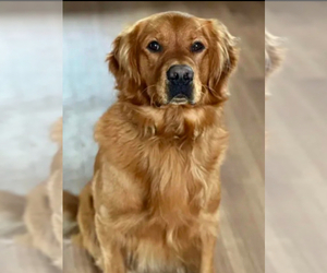 Father of the Golden Retriever puppies born on 12/04/2025