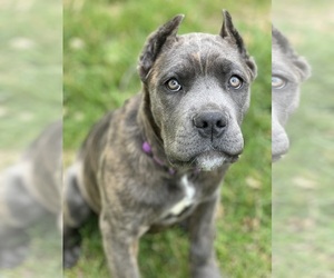 Cane Corso Puppy for Sale in BLUE SPRINGS, Missouri USA