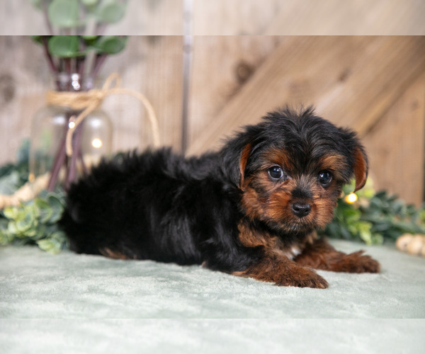 Medium Photo #2 Yorkshire Terrier Puppy For Sale in GREENWICH, OH, USA