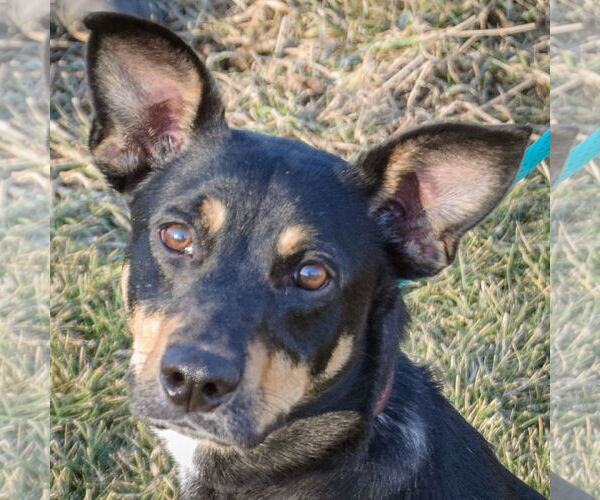 Medium Photo #1 German Shepherd Dog-Unknown Mix Puppy For Sale in Huntley, IL, USA